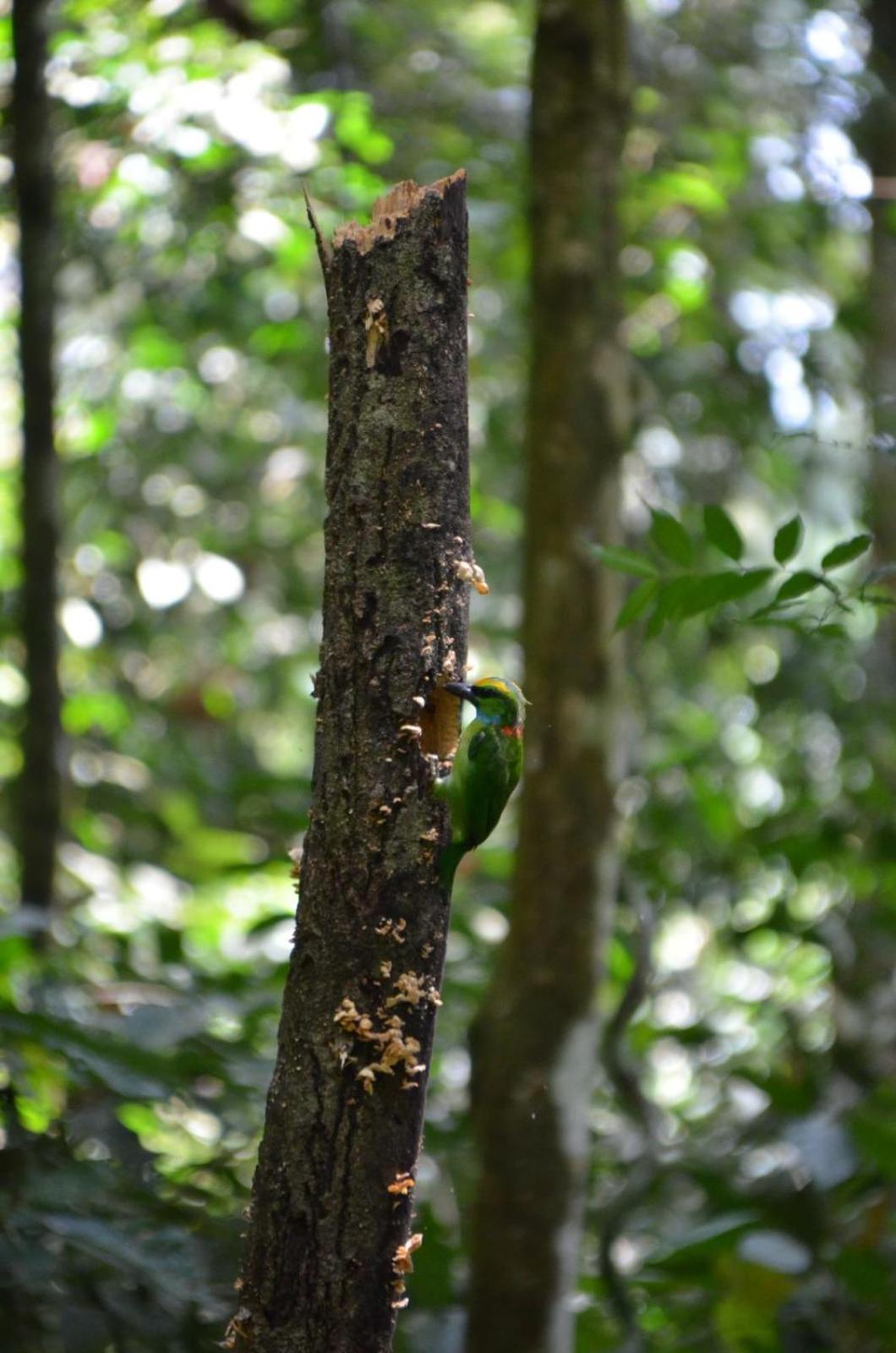 Sama Sama Homestay & Trekking Only Stay Here Book Trekking And Transport With Us Bukit Lawang Exterior photo
