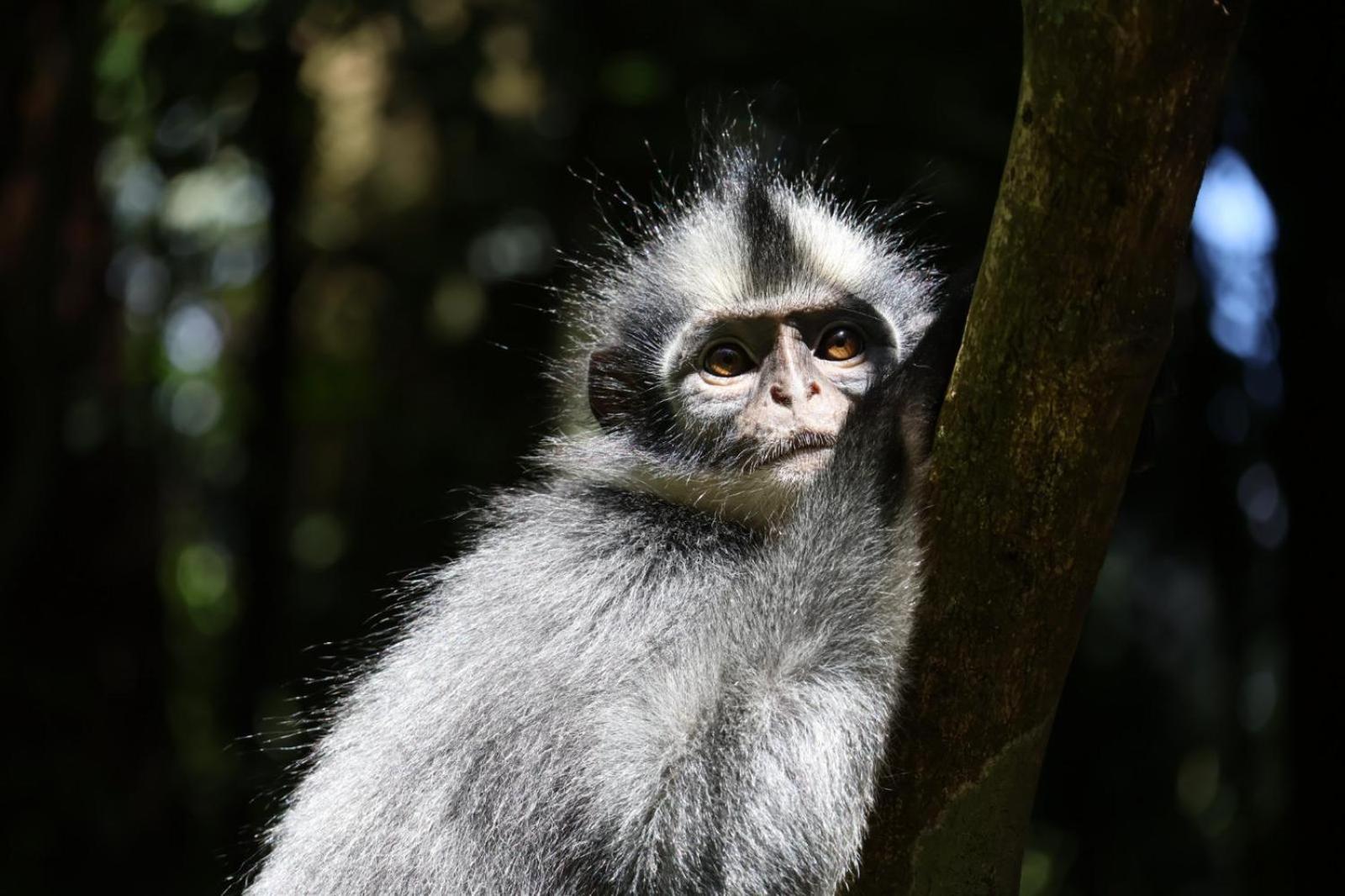 Sama Sama Homestay & Trekking Only Stay Here Book Trekking And Transport With Us Bukit Lawang Exterior photo