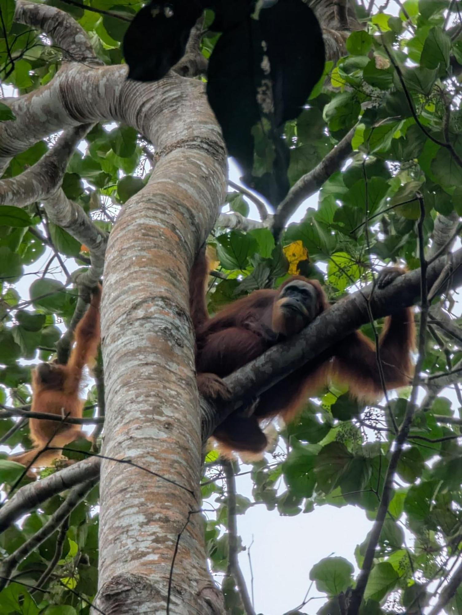 Sama Sama Homestay & Trekking Only Stay Here Book Trekking And Transport With Us Bukit Lawang Exterior photo