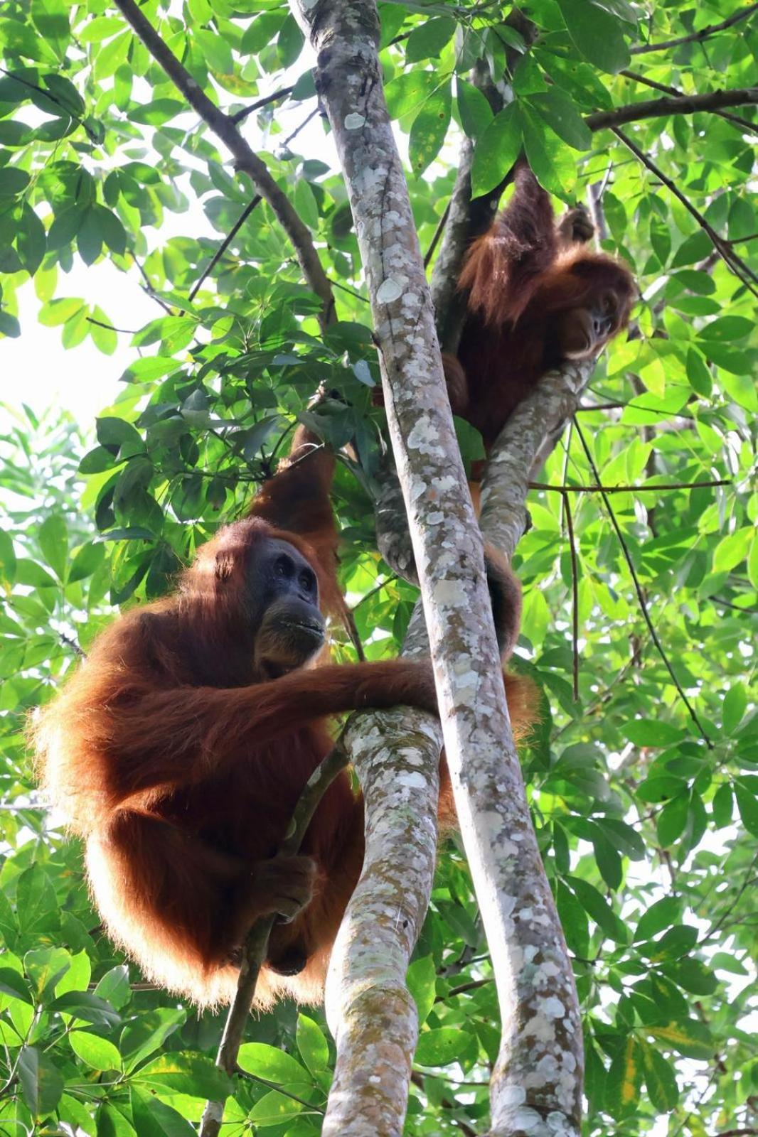 Sama Sama Homestay & Trekking Only Stay Here Book Trekking And Transport With Us Bukit Lawang Exterior photo