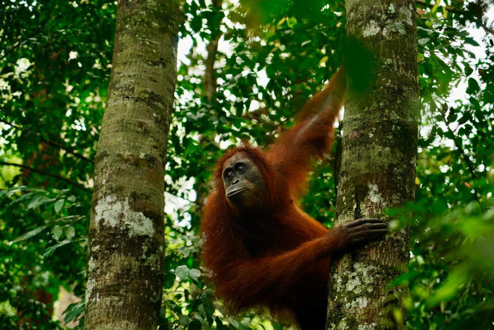 Sama Sama Homestay & Trekking Only Stay Here Book Trekking And Transport With Us Bukit Lawang Exterior photo