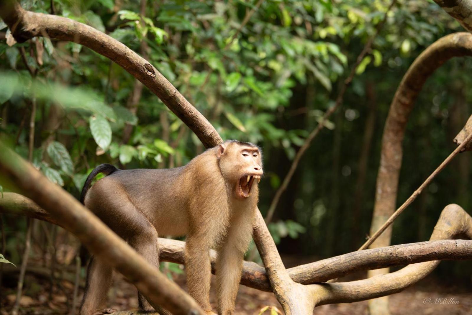 Sama Sama Homestay & Trekking Only Stay Here Book Trekking And Transport With Us Bukit Lawang Exterior photo